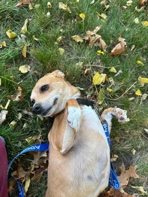 Prince, Mixed Breed, adult, available for adoption
