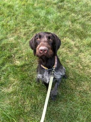 A black and white dog sitting on a grassy field, looking up at the camera with a leash attached to its collar.