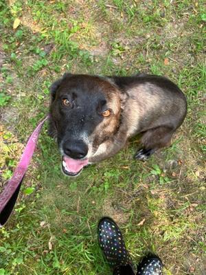 A black and brown dog with a pink leash, sitting on grass and looking up at the camera with its mouth open. A person's foot wearing a polka-dotted shoe is visible in the foreground.