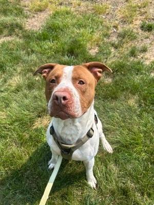 Chopper, Mixed Breed, adult, available for adoption