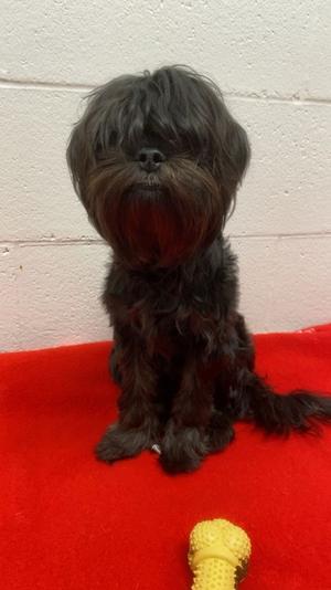 Jojo, Mixed Breed, young, available for adoption