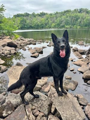Chase (61337337), Mixed Breed, adult, available for adoption