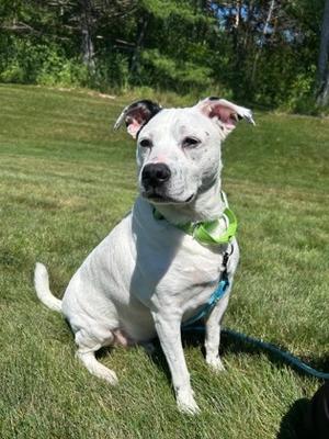 Marshmallow, Mixed Breed, adult, available for adoption