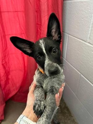 Pup cup, Mixed Breed, puppy, available for adoption