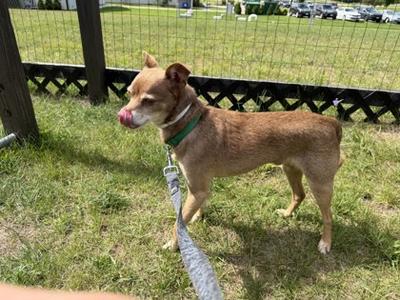 A tan dog wearing a green collar and on a leash, standing in a grassy area with a fence in the background.