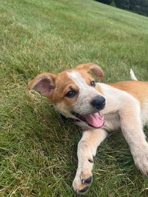 Beggin Strip, Mixed Breed, puppy, available for adoption