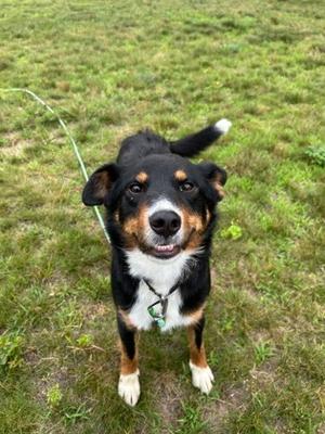 Fritz, Mixed Breed, adult, available for adoption