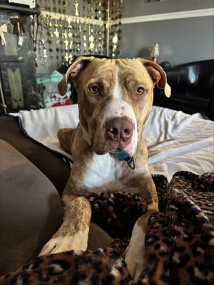 Mr. G, Mixed Breed, young, available for adoption