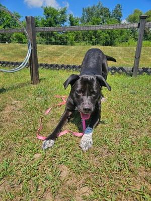 A black dog with a pink leash is standing on a grassy field, looking towards the camera. The dog has a white patch on its front left paw and is wearing a blue collar. In the background, there is a wooden fence and some green trees under a blue sky with scattered clouds.