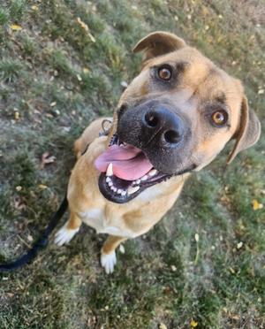 A brown dog with a black muzzle and floppy ears is looking up at the camera with its mouth open and tongue out, standing on grass.