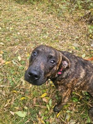 Russ, Mixed Breed, young, available for adoption