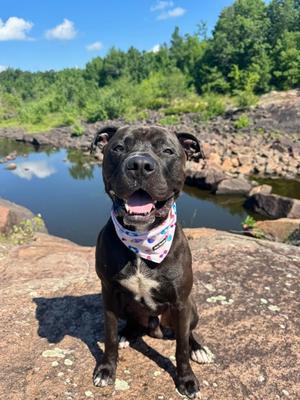 Bear (61219350), Mixed Breed, young, available for adoption