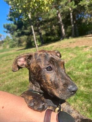 Java, Mixed Breed, puppy, available for adoption