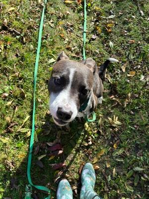 Duke, Mixed Breed, available for adoption
