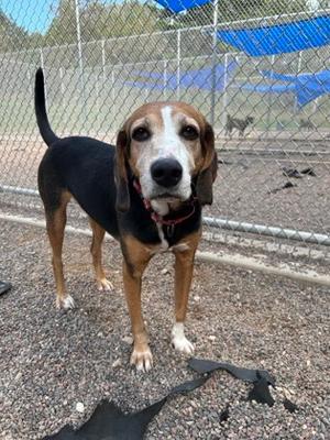 Regan, Mixed Breed, senior, available for adoption