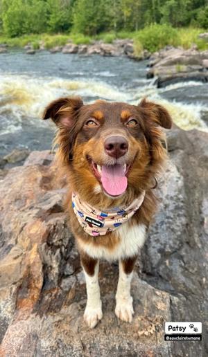 Patsy, Mixed Breed, young, available for adoption