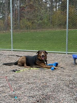 A brown and black dog lying on a gravel surface in an outdoor enclosure, holding a blue toy in its mouth. The dog appears to be panting with its mouth open. There is a chain-link fence in the background and a green lawn beyond it. A red and blue object is visible on the ground in the foreground.
