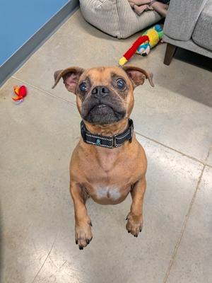 A brown dog with a black collar is sitting on a tiled floor, looking up at the camera. In the background, there is a colorful toy and a gray couch.