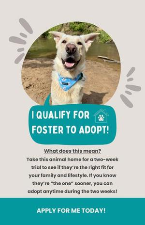 A white dog with a blue bandana is smiling in a circular frame. The text below the image reads "I QUALIFY FOR FOSTER TO ADOPT!" and explains the adoption process. The background is light gray with decorative elements.