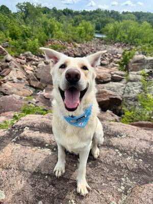 Rango, Mixed Breed, adult, available for adoption