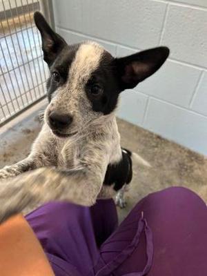 Milk Bone, Mixed Breed, puppy, available for adoption