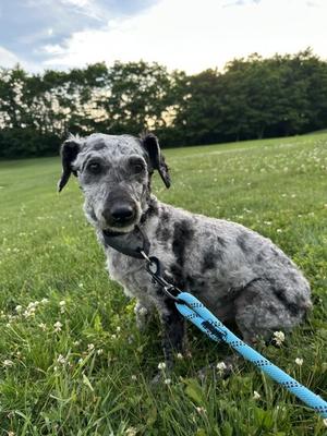 Ben, Mixed Breed, adult, available for adoption