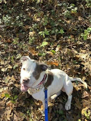 Onyx, Mixed Breed, young, available for adoption