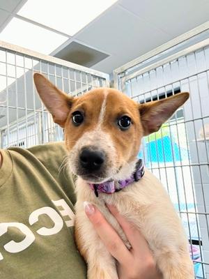Greenie, Mixed Breed, puppy, available for adoption