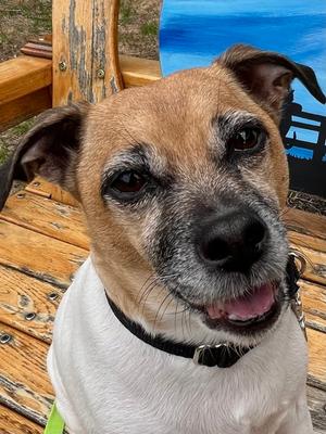 Penelope (60767617), Mixed Breed, senior, available for adoption