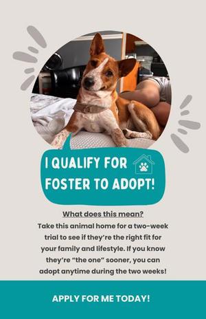 A dog sitting on a bed with a person's arm visible. The text says 'I QUALIFY FOR FOSTER TO ADOPT! What does this mean? Take this animal home for a two-week trial to see if they're the right fit for your family and lifestyle. If you know they're 'the one' sooner, you can adopt anytime during the two weeks! APPLY FOR ME TODAY!'