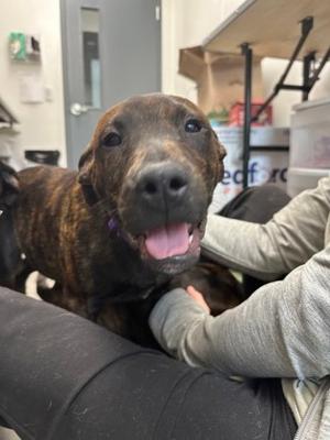 Brew, Mixed Breed, puppy, available for adoption