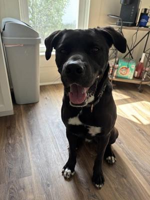 Alfonso, Mixed Breed, adult, available for adoption