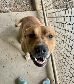 Boi, Mixed Breed, adult, available for adoption