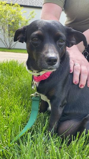 Paprika, Mixed Breed, senior, available for adoption