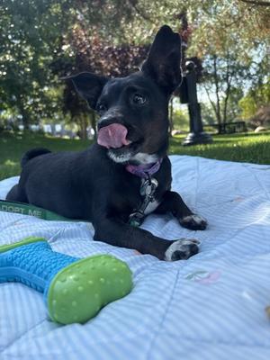 Paprika, Mixed Breed, senior, available for adoption