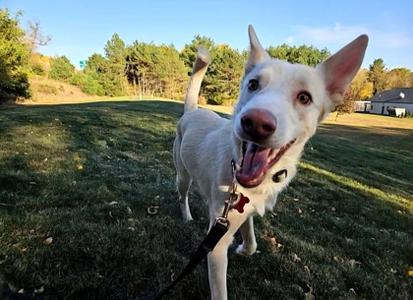 Raava, Mixed Breed, young, available for adoption