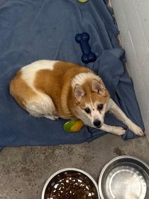 Komet, Mixed Breed, senior, available for adoption