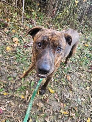 A brown and black brindle dog with floppy ears and a green leash, standing on a leaf-covered ground.