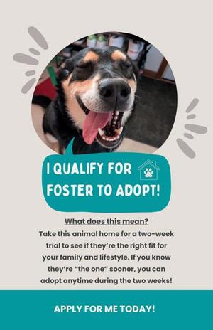 A dog with its tongue out, smiling, with text that says "I QUALIFY FOR FOSTER TO ADOPT!" and information about adopting an animal.