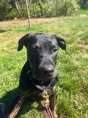 Mocha, Mixed Breed, puppy, available for adoption