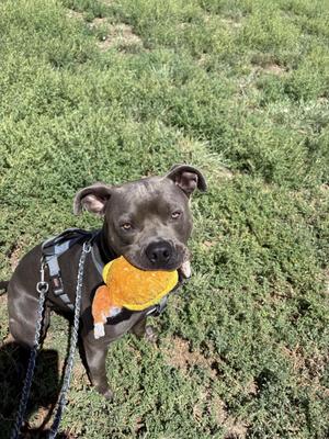 A black dog wearing a harness and holding an orange toy in its mouth, standing on grass.