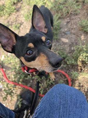 A black and tan dog with large ears and expressive eyes, wearing a red collar, looking up at the camera. The dog is outdoors, with greenery and dirt in the background, and a person's leg in blue jeans is visible in the foreground.