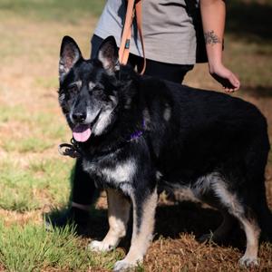 Nala (Female 12 yrs old) and Poe (Male, 10Years old)-Bonded, German Shepherd Dog, senior, available for adoption