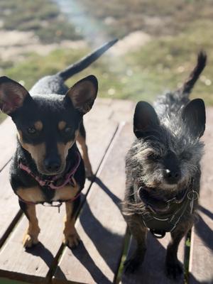 Peach (Female) and Bowser (Male), Terrier, adult, available for adoption
