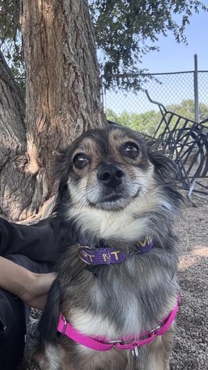 A small dog with a mix of black, brown, and white fur is sitting outdoors. The dog is wearing a purple collar with the word "PET" written on it and a pink harness. The dog is looking up with a curious expression. In the background, there is a tree trunk, a chain-link fence, and some greenery.