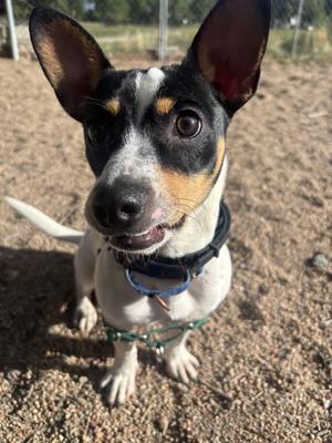 Bruce Wayne, Rat Terrier, young, available for adoption