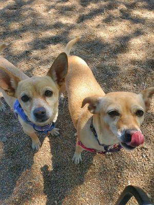 Two small, light-brown dogs standing on gravelly ground. One dog on the left is looking forward with its ears perked up. The dog on the right is looking towards the camera with its tongue sticking out.