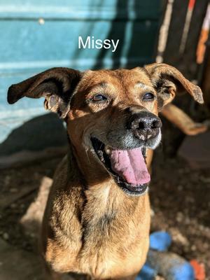 Missy, Shepherd / Beagle, senior, available for adoption