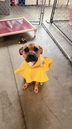 Quinnie, Staffordshire Bull Terrier / Boxer, puppy, available for adoption