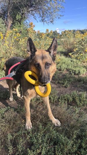 Bonnie, German Shepherd Dog, senior, available for adoption